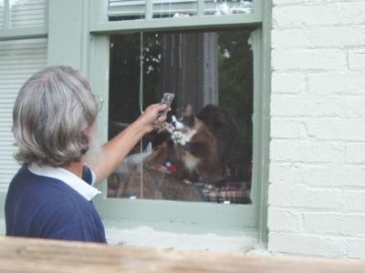 My cat was inside the window rubbing the glass with his paw as I scraped the paint on the outside.